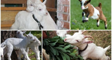 Co dělat s nadýmáním u dítěte, první pomoc a léčba tympánie